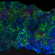 Illustration for article titled Artificial Bone That Morphs Into Tendons